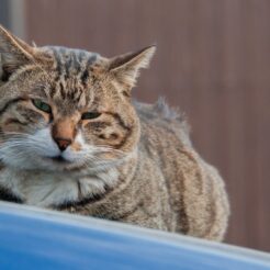 2012-01-15-14-19-41品川宿の車の上に座っている猫<br>東品川から泉岳寺を巡り、品川神社や品川宿の裏路地を眺めながら東品川・天王洲を歩く