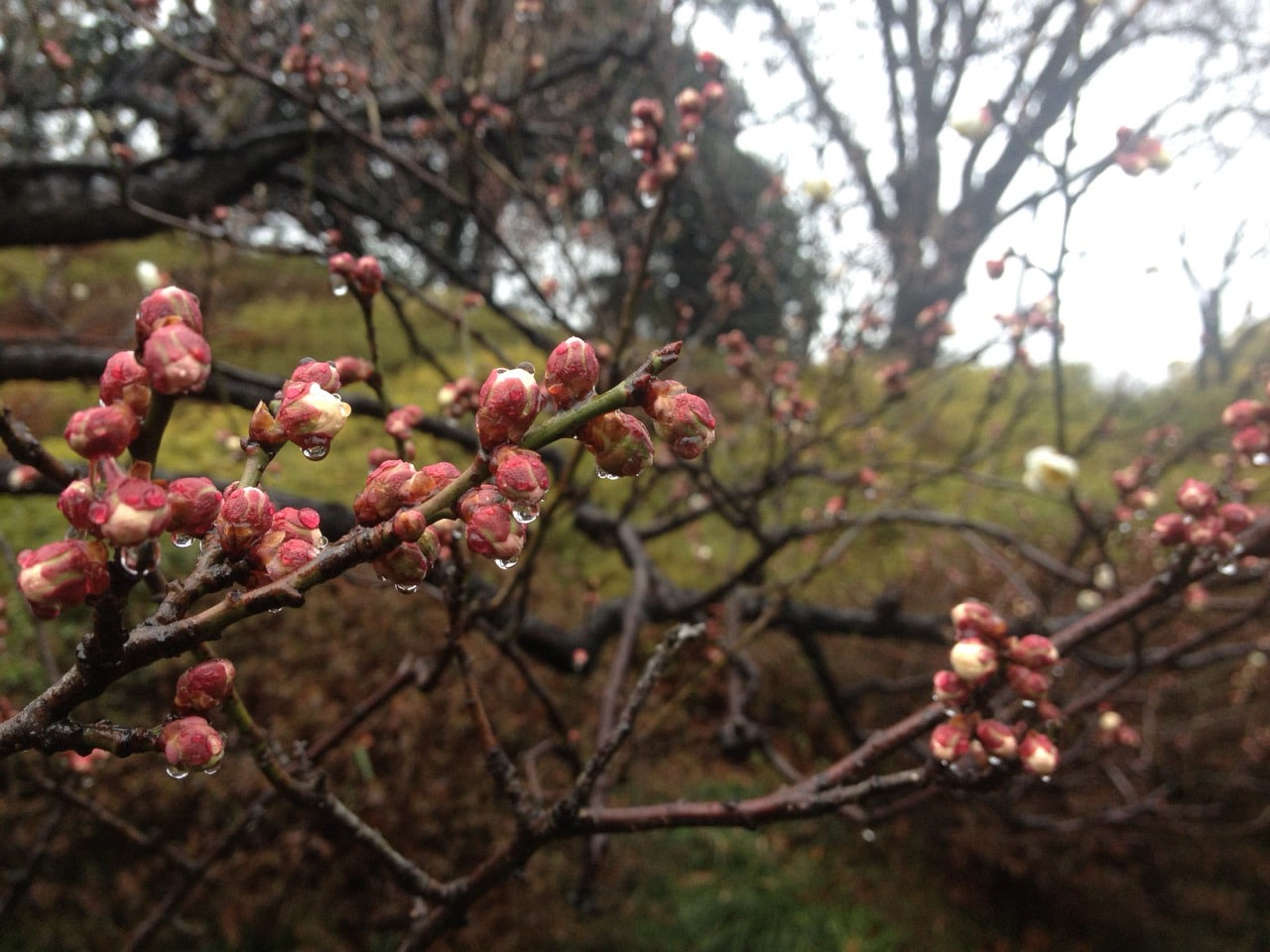 2012 02 25 12 30 19六義園の梅