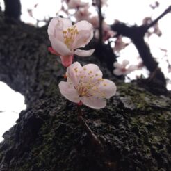 2012-03-24 14-00-47盆栽街に咲く桜<br>桜が咲き始めたこの時期に大宮盆栽美術館