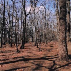 2012-03-08 東村山市 村山貯水池・狭山公園 木々と空<br>木々