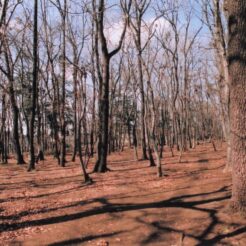 2012-03-08 東村山市 村山貯水池・狭山公園 広がる木々と空<br>木々