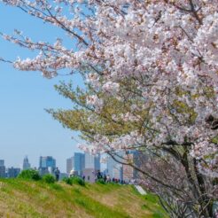 2012-04-08-10-46-10六郷土手 土手と桜と行き交う人<br>土手の桜を見ながら花小金井へ向かった