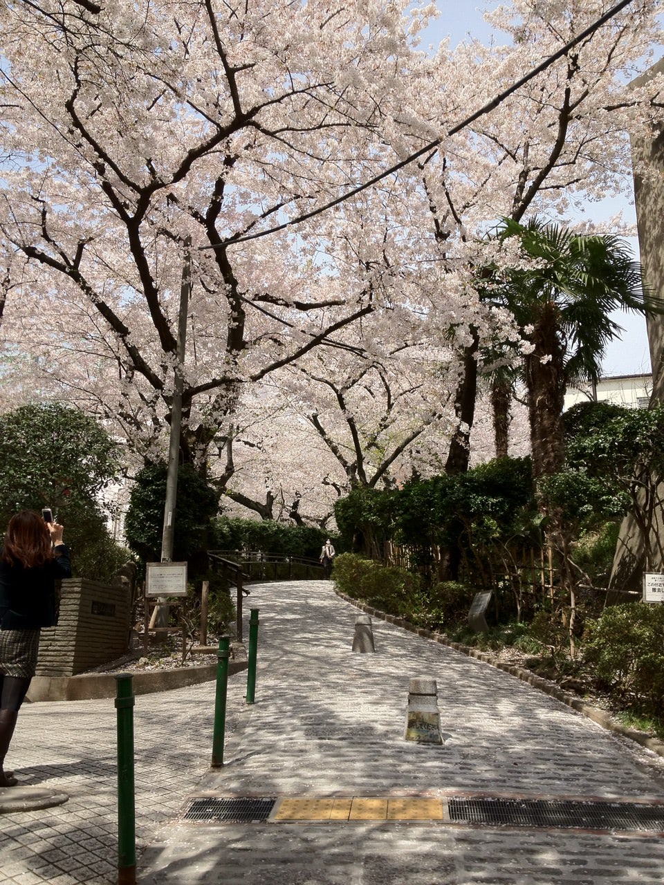 2012 04 10 12 13 54五反田公園の桜並木