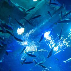 2012-08-18-11-02-27 男鹿水族館GAOの水槽を下から<br>盛岡でご飯を食べて小岩井農場に寄ったあと秋田に泊まり男鹿半島を周遊、最終日は角館に寄った