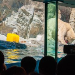 2012-08-18-11-47-39男鹿水族館GAOホッキョクグマを見る人<br>盛岡でご飯を食べて小岩井農場に寄ったあと秋田に泊まり男鹿半島を周遊、最終日は角館に寄った