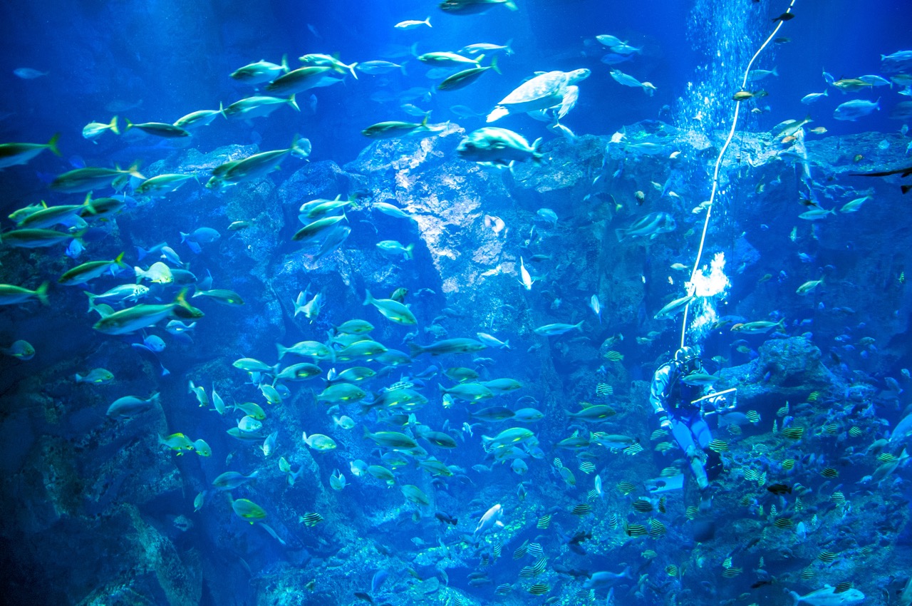 2012 08 18 11 04 09男鹿水族館gaoの魚たちとスタッフ