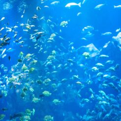 2012-08-18-11-01-22 男鹿水族館GAOの水槽<br>盛岡でご飯を食べて小岩井農場に寄ったあと秋田に泊まり男鹿半島を周遊、最終日は角館に寄った