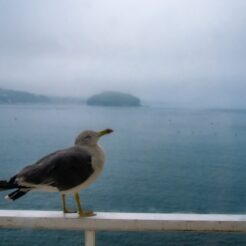 2012-08-12-17-04-43南三陸ホテル観洋の客室窓に佇むカモメ<br>仙台から松島を経て南三陸に泊まり、志津川や釜石・宮古・小本までの震災の傷跡をみる旅