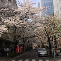 2013-03-28 12-19-54五反田の桜<br>桜