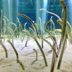 2013-07-14 19-18-13東京スカイツリー すみだ水族館のチンアナゴ<br>浅草から東京スカイツリー・すみだ水族館へ