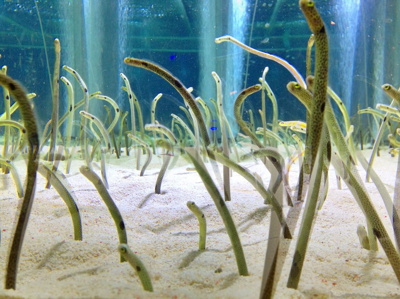 2013 07 14 19 18 13東京スカイツリー すみだ水族館のチンアナゴ