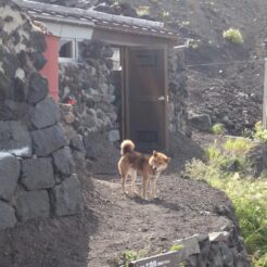 2013-08-17 02-52-00富士山 犬<br>富士山頂を目指した