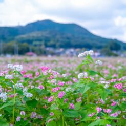 2013-10-06-14-53-28高麗 巾着田 ソバの花<br>高麗・巾着田のソバの花