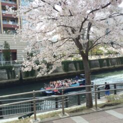 2014-04-01 12-24-31五反田 目黒川で船から花見を楽しむ人々と満開の桜<br>昼休み中に通りがかった花見を川からする人たち