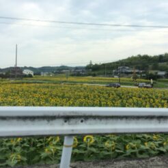 2014-07-19-11-42-26 まんのう町 小麦畑に咲くヒマワリ<br>サンライズ瀬戸で高松に向かい、うどんタクシー、金比羅山、高松港と志度、岡山を巡った