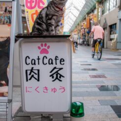 2014-07-20-12-55-44高松 瓦町 ねこカフェ 肉灸<br>サンライズ瀬戸で高松に向かい、うどんタクシー、金比羅山、高松港と志度、岡山を巡った