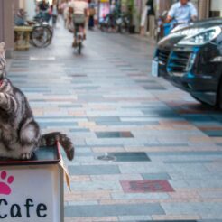 2014-07-20-12-57-23高松 瓦町 ねこカフェ 肉灸の看板猫<br>サンライズ瀬戸で高松に向かい、うどんタクシー、金比羅山、高松港と志度、岡山を巡った