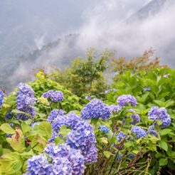 2015-07-04-11-59 新居浜 マイントピア別子の紫陽花と山<br>サンライズ瀬戸と特急で新居浜・松山・内子と八幡浜から伊予灘ものがたり、倉敷をめぐる旅