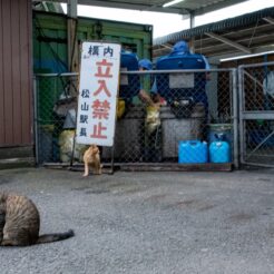 2015-07-05-18-28 松山駅の清掃関係の出入り口の猫たち<br>サンライズ瀬戸と特急で新居浜・松山・内子と八幡浜から伊予灘ものがたり、倉敷をめぐる旅