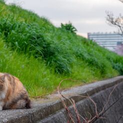 2016-04-03 16-32 六郷土手 多摩川の土手に座る猫<br>桜が咲いた