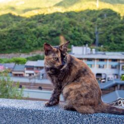 2016-08-15-18;44台湾 新北市瑞芳区 猴硐猫村 猴硐車站の高台の猫<br>松山文創園区を歩き老牌牛肉拉麵大王で食事をして猫カフェ発祥の地、猫で町おこしをする侯硐猫村、師大夜市とカフェ巡り