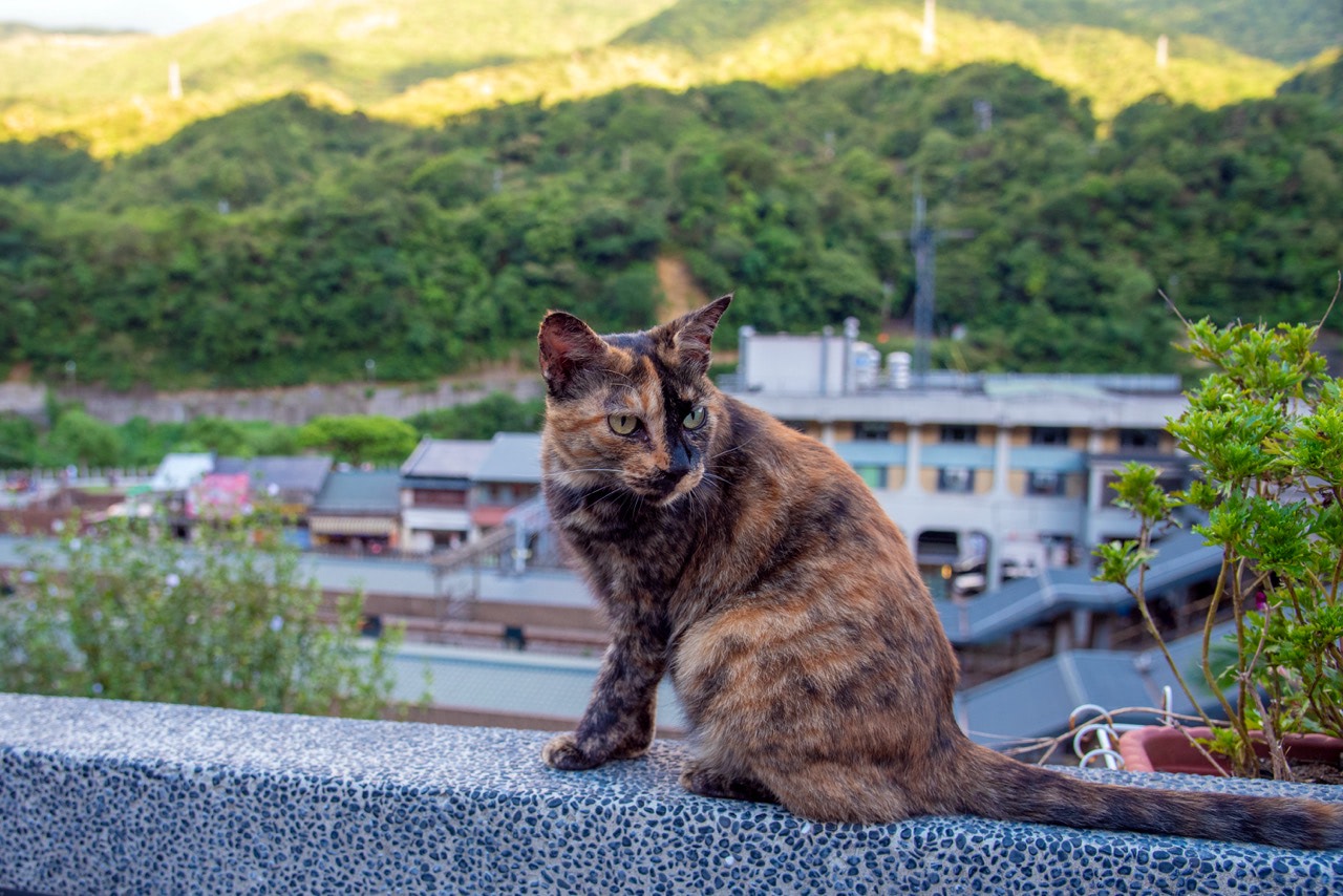 2016 08 15 18;44台湾 新北市瑞芳区 猴硐猫村 猴硐車站の高台の猫