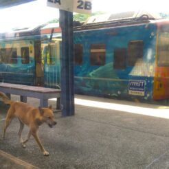 2016-08-14-09;52台湾 新北市平渓区 十分車站 ホームを彷徨く野良犬<br>十分老街から台鉄平渓線で瑞芳から九份で家庭料理、龍山寺・中正紀念堂と夜は皇廷料理を食べて士林夜市・五分埔へ