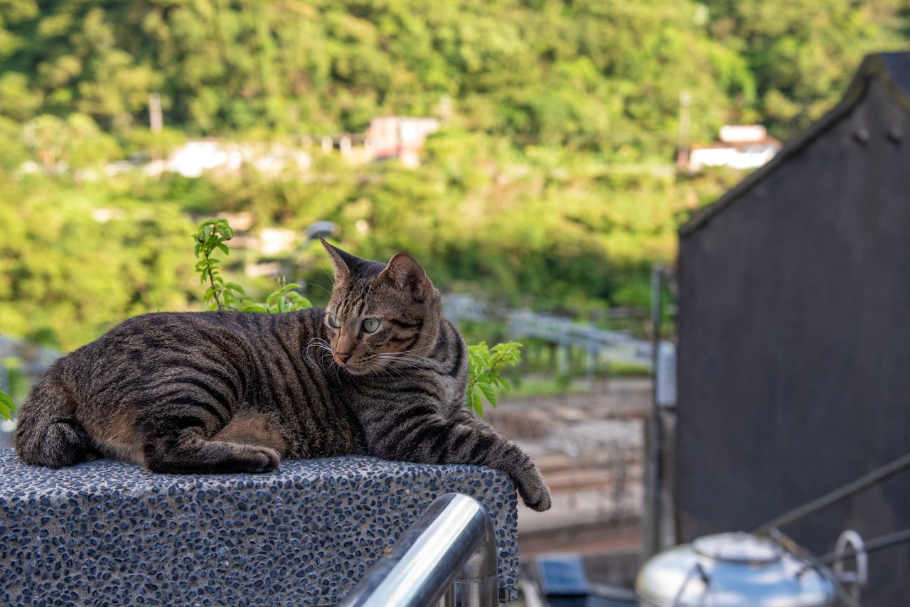 2016 08 15 17;52 台湾 新北市瑞芳区 猴硐猫村 駅を望む高台の猫