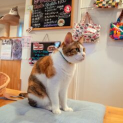 2016-09-22 14;59 芦屋川 芦屋ねこの手 テーブルに立っている猫<br>ホテルケーニヒスクローネ くまポチ邸に泊まり神戸の街と有馬温泉経由で六甲山、芦屋川や西宮北口、甲子園を巡った