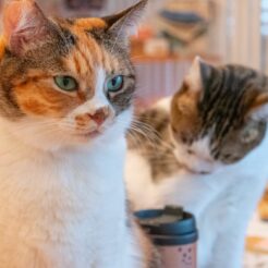 2016-09-22 15;00 芦屋川 芦屋ねこの手 それぞれの猫<br>ホテルケーニヒスクローネ くまポチ邸に泊まり神戸の街と有馬温泉経由で六甲山、芦屋川や西宮北口、甲子園を巡った