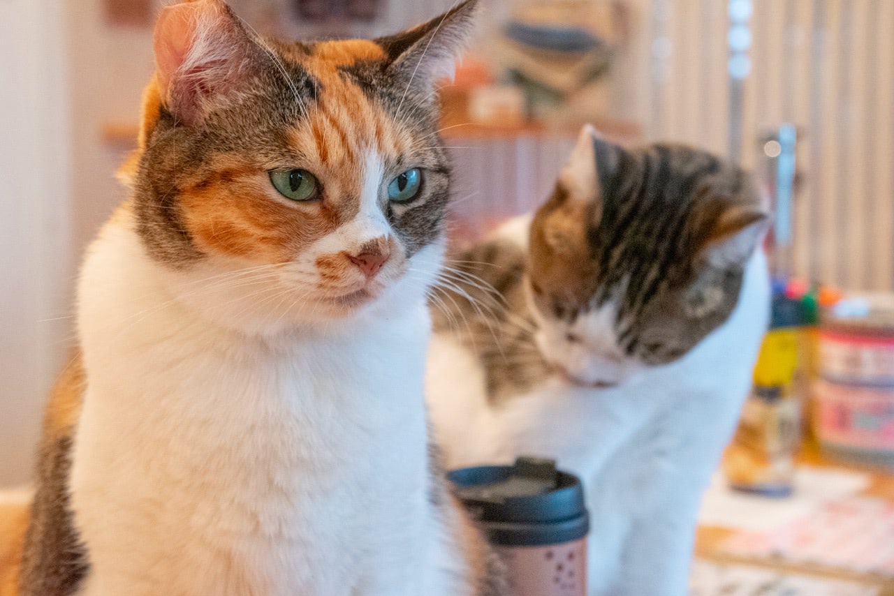 2016 09 22 15;00 芦屋川 芦屋ねこの手 それぞれの猫