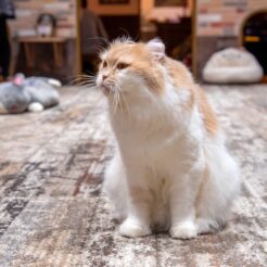 2017-02-05 21;12 吉祥寺 猫カフェ きゃりこ<br>下北沢で映画と吉祥寺の猫カフェ