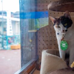 2017-06-11 15;13 伊太祈曽駅 駅員の猫 よんたま<br>京都洛東から京阪で難波、天王寺のマリオット都ホテルに泊まり梅田・天神橋筋、和歌山電鉄たま電車に乗る旅