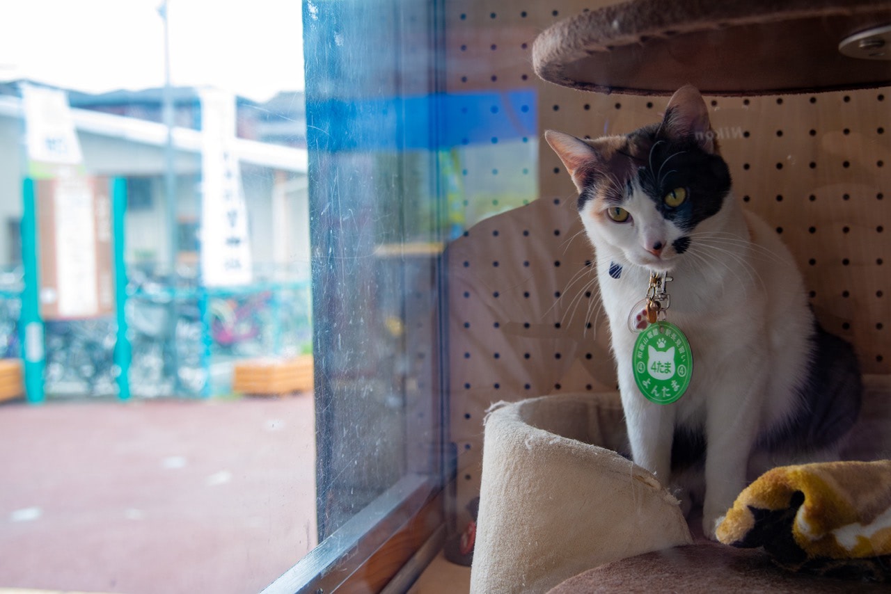 2017 06 11 15;13 伊太祈曽駅 駅員の猫 よんたま