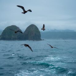 2017-08-14 11;24 宮古 浄土ヶ浜から出ている遊覧船から見る海と鳥<br>青森の弘前から五所川原でやってまれ丼、盛岡と宮古・浄土ヶ浜、田老と岩泉 龍泉洞を巡る旅