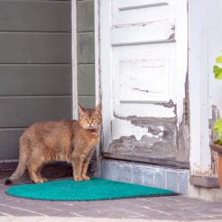 2017-08-13 11;56 弘前 カフェ・ホートン入り口前にいる猫<br>青森の弘前から五所川原でやってまれ丼、盛岡と宮古・浄土ヶ浜、田老と岩泉 龍泉洞を巡る旅