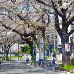 2018-03-30 11;38 小平市警察学校<br>おばあちゃんとタクシーで花見