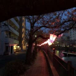 2018-04-01 18;20 大岡川桜まつり 夜景と夜桜<br>花見