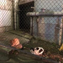 2019-02-24 21;12 十条 駅前の猫<br>北区・十条を散歩しお寿司を食べる