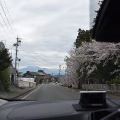 2019-04-29 16;26 下高井郡山ノ内町平穏 道沿いの桜<br>高崎駅からレンタカーで川原湯温泉・万座・志賀高原を通って上越妙高に泊まり、新潟柏崎から高崎に戻るドライブ