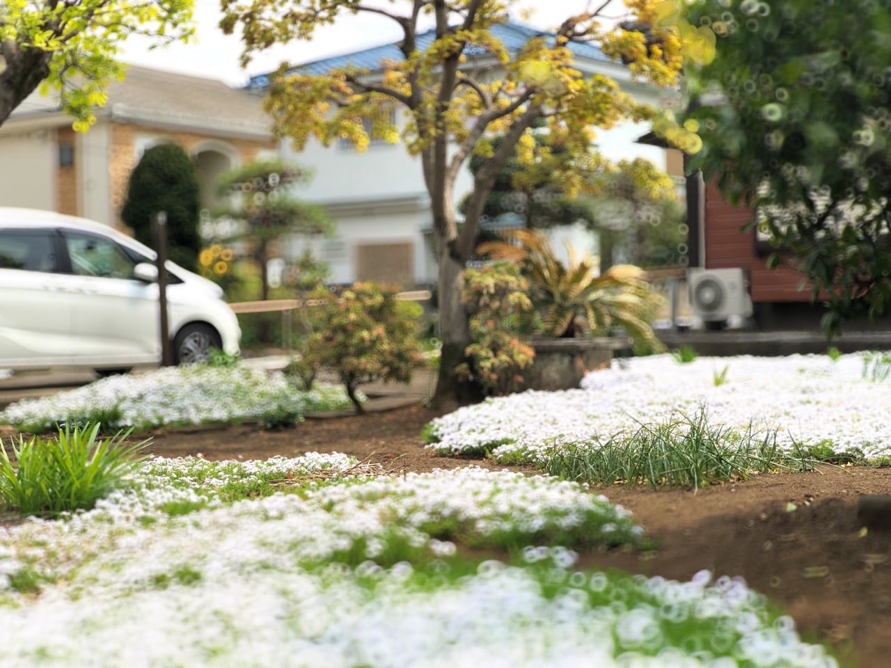 2019 04 19 12;57 花の家 裏庭の芝桜