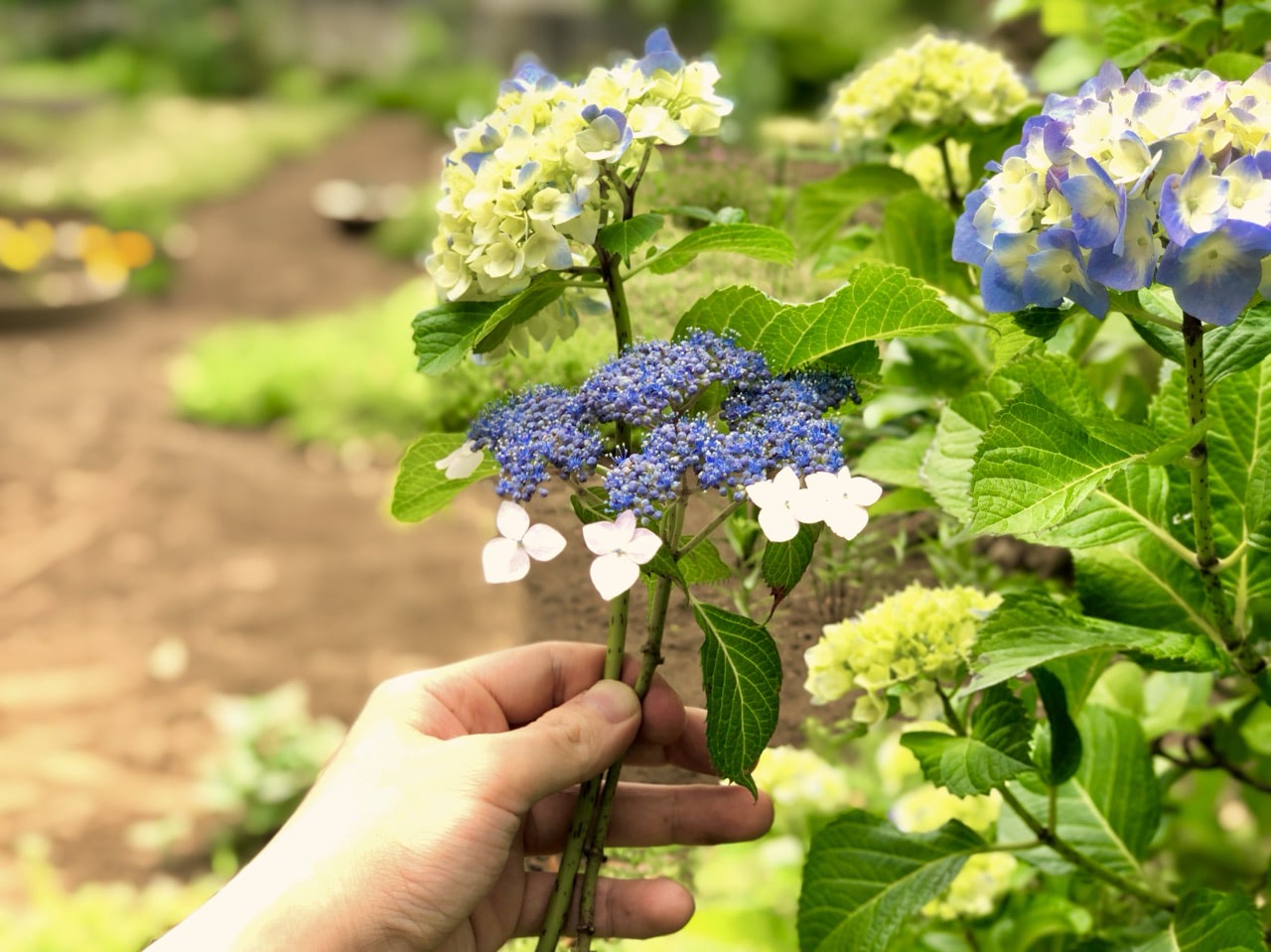 2019 06 02 花の家 摘んだ紫陽花