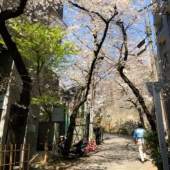 2020-03-26 12;14 五反田 五反田公園の桜<br>新型コロナウィルスの感染が広まる中、桜の花が咲き始めた