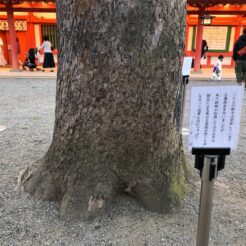 2020-11-22 15;58 さいたま市大宮 氷川神社 守られている木<br>大宮駅と盆栽美術館、大宮公園・氷川神社を巡る