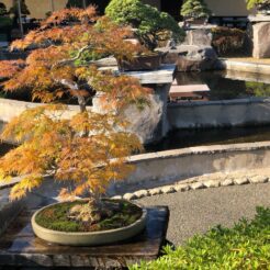 2020-11-22 13;33 さいたま市大宮 大宮盆栽美術館 色づく葉<br>大宮駅と盆栽美術館、大宮公園・氷川神社を巡る