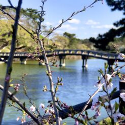 2021-03-23 15;02 富津市 南房総国定千葉県立富津公園の桜と橋<br>富津市 富津公園に行く