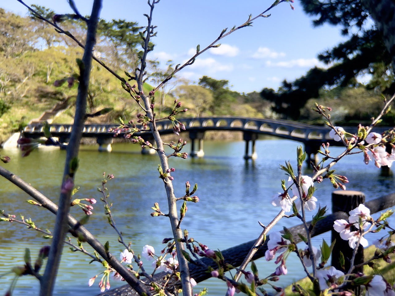 2021 03 23 15;02 富津市 南房総国定千葉県立富津公園の桜と橋