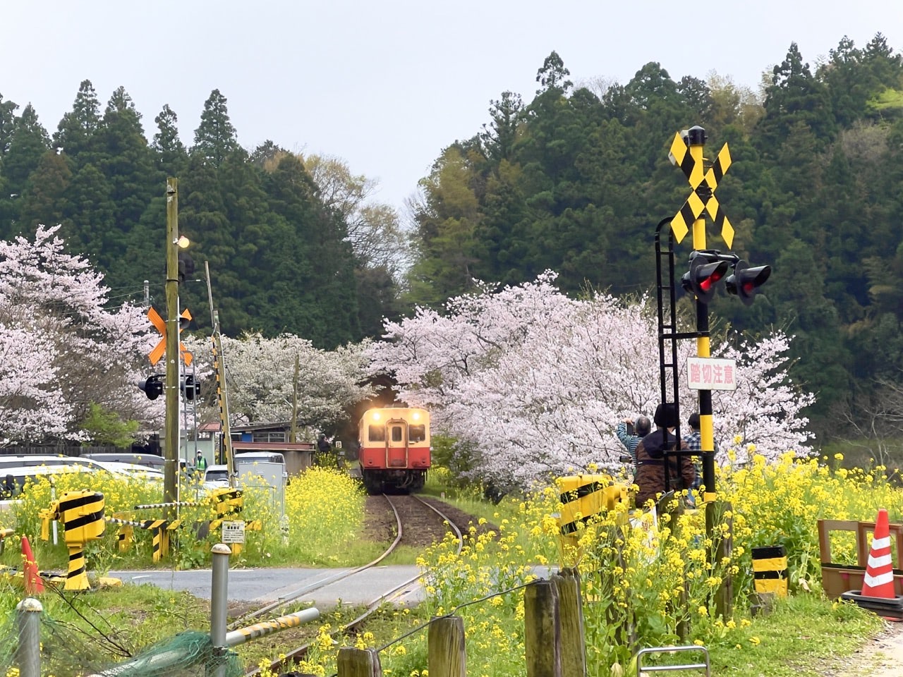 2021 03 30 16;40 飯給駅 桜と小湊鉄道の車両