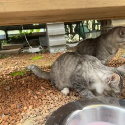 2021-08-29 13;44 香取市 メダカの遊園地 ねこ<br>千葉県でぶどう狩りとめだかのお店を巡る旅