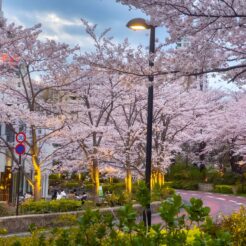 2022-03-27 17;42 六本木 東京ミッドタウン 桜と道路<br>友達と六本木の東京ミッドタウンの桜を見てから川崎で飲む